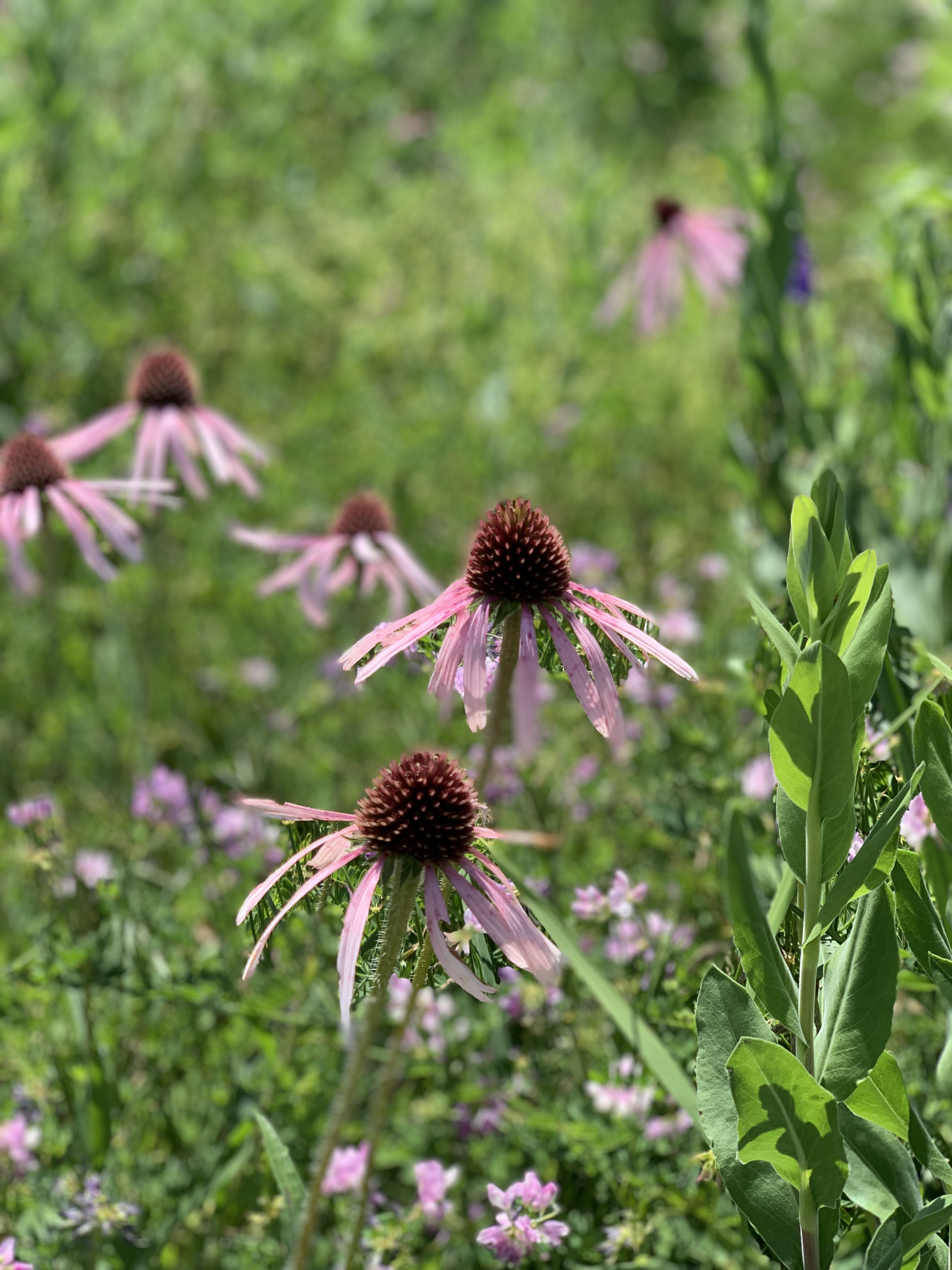 A closeup of a flowering plant in Peterson Park