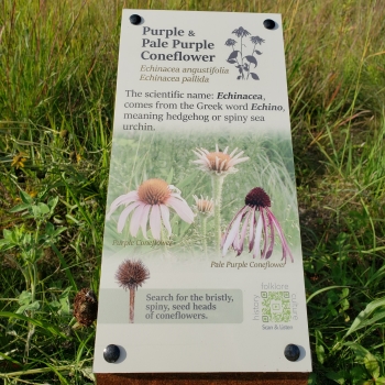Purple and Pale Coneflower Sign
