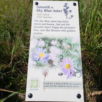 Smooth and Sky Blue Aster