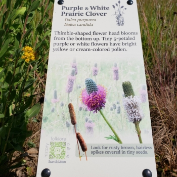 Purple and White Prairie Clover