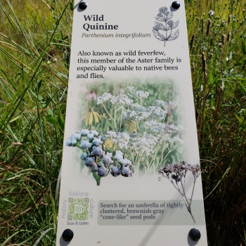 Wild Quinine Sign
