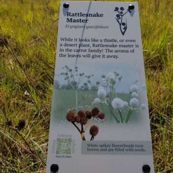 Rattlesnake Master Sign