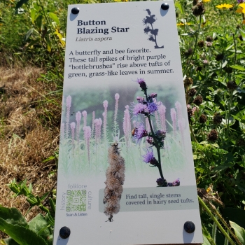 Button Blazing Star Sign