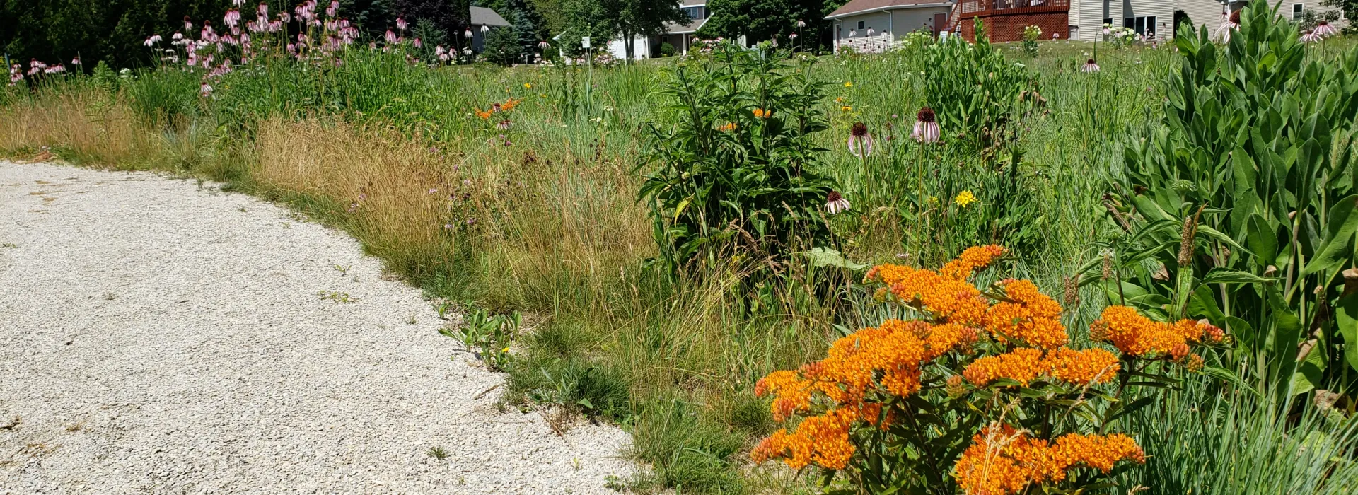 View of flowers in the prairie garden